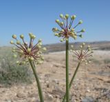 Allium sabulosum. Верхушки побегов с соцветиями с бутонами. Узбекистан, пустыня Кызылкум, останец Султануиздаг (Султан-Увайс), южный склон. 16.05.2015.