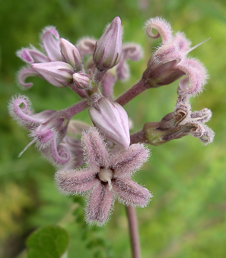 Image of Metaplexis japonica specimen.