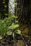 Alliaria petiolata