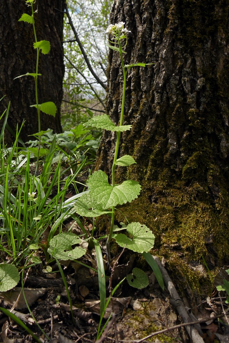 Image of Alliaria petiolata specimen.
