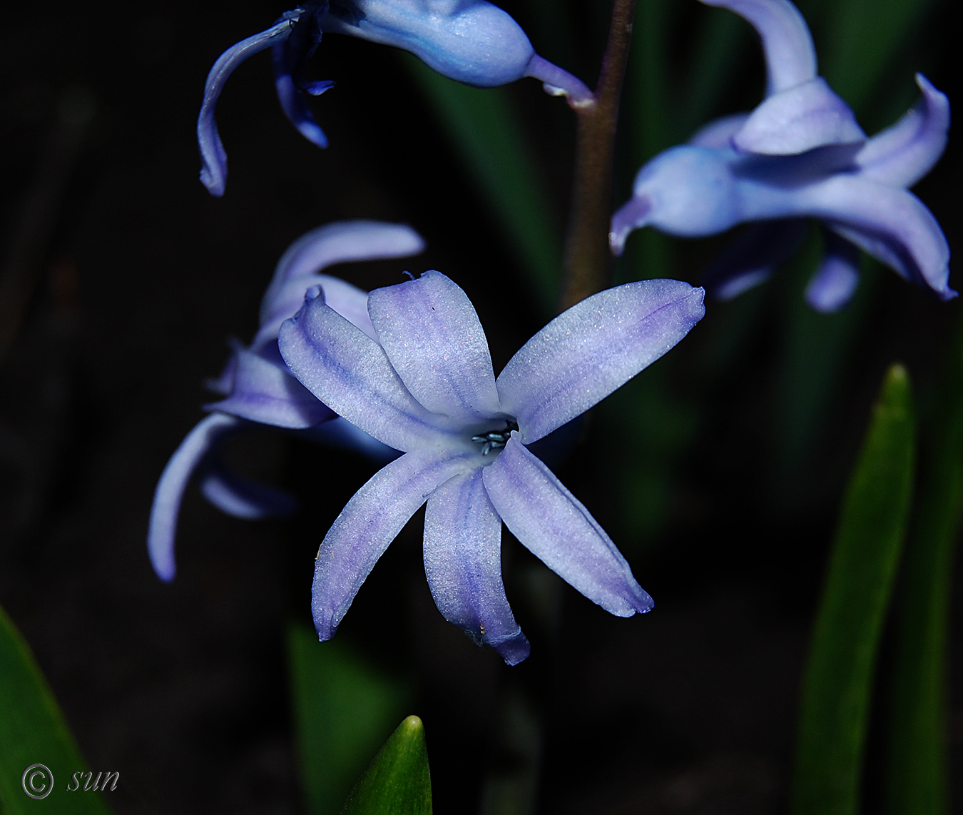 Image of Hyacinthus orientalis specimen.