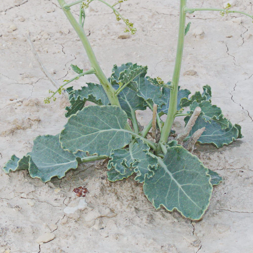 Изображение особи Crambe edentula.