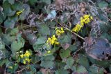 Epimedium colchicum. Цветущее растение. Краснодарский край, Большой Сочи, окр. пос. Каткова Щель. 28.03.2007.