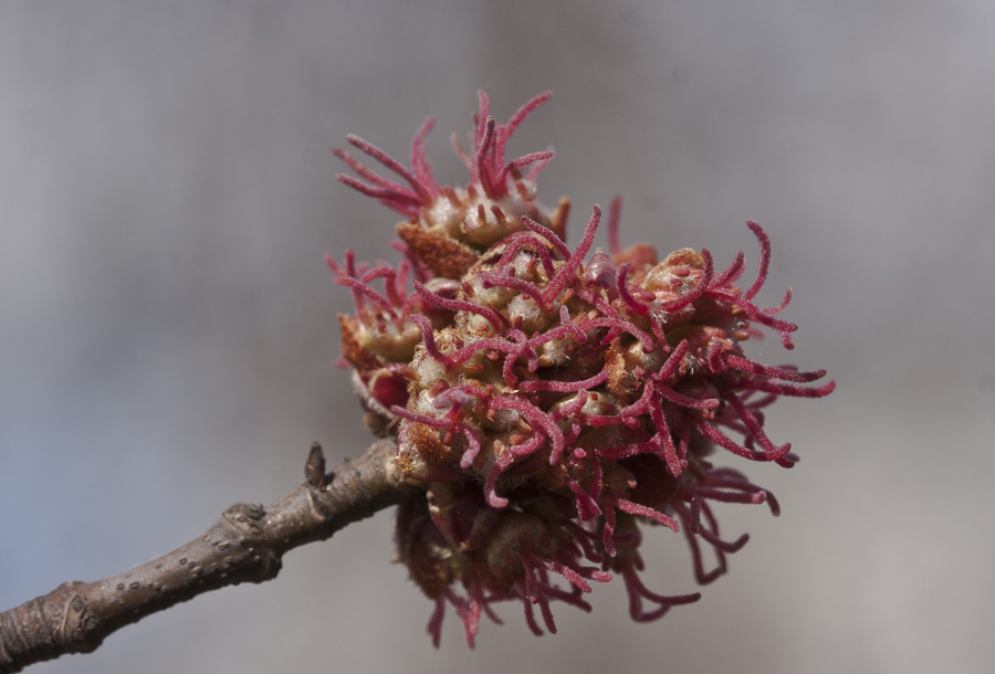 Image of Acer saccharinum specimen.