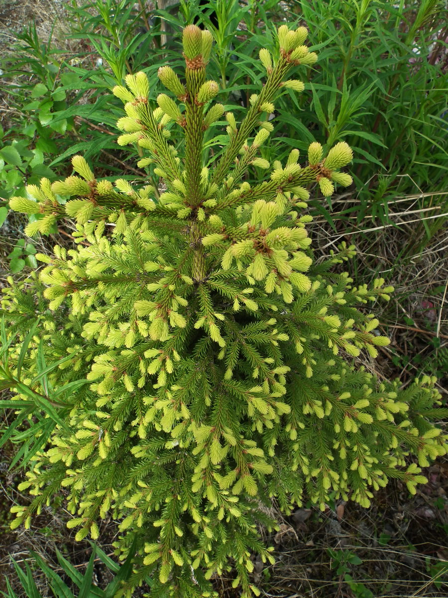 Image of Picea abies specimen.