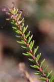 Empetrum nigrum