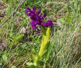 Anacamptis morio ssp. caucasica