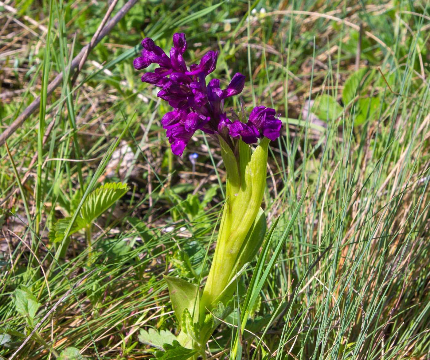 Изображение особи Anacamptis morio ssp. caucasica.