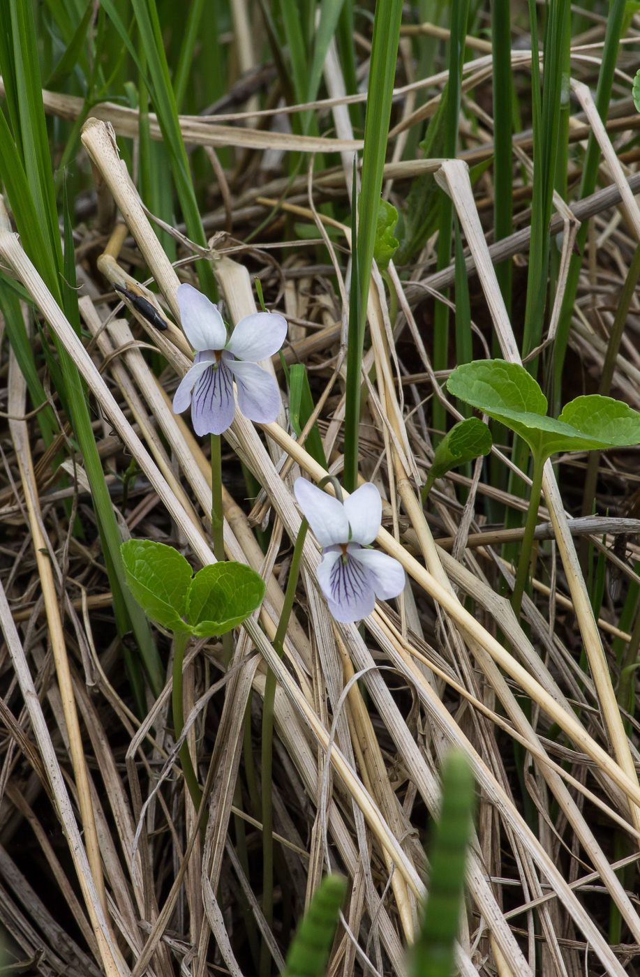 Изображение особи Viola epipsila.