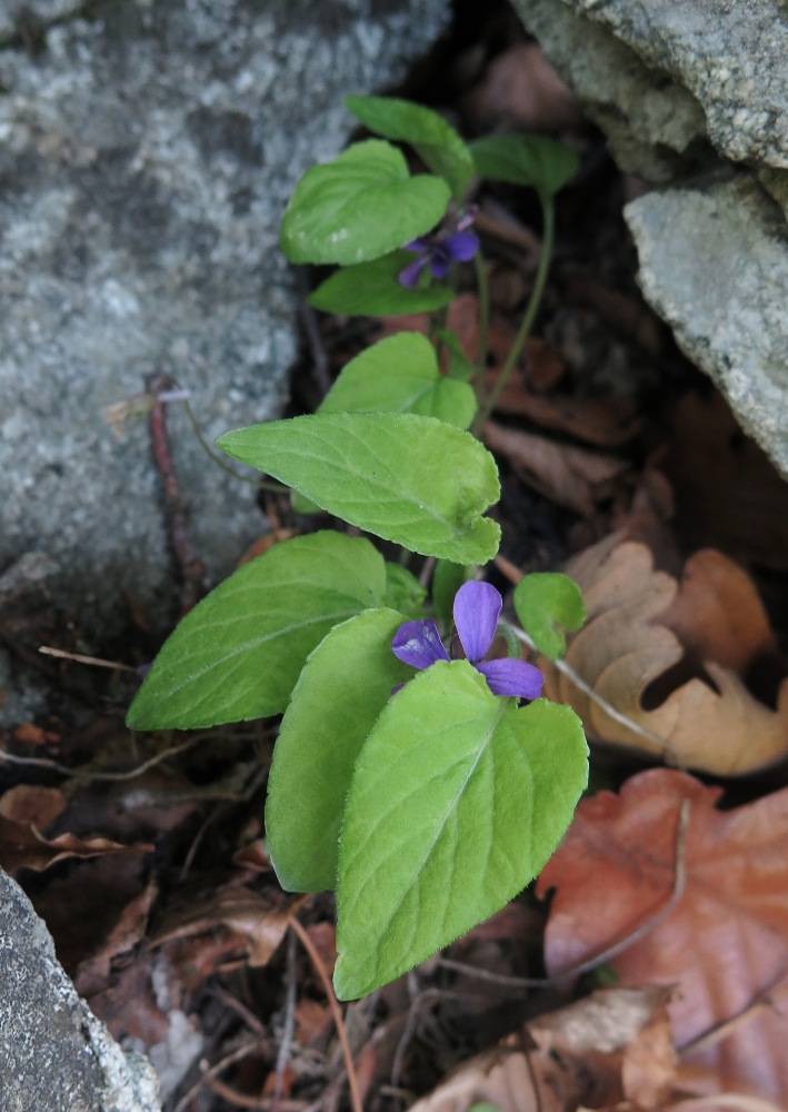 Image of Viola phalacrocarpa specimen.
