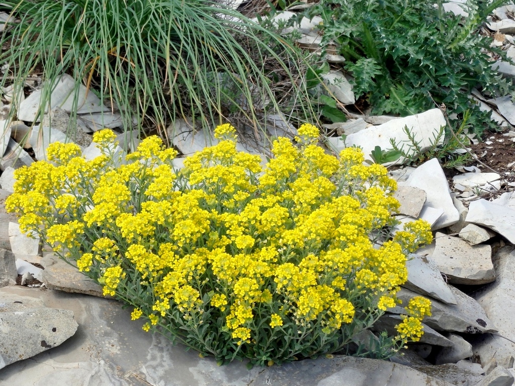 Изображение особи Alyssum trichostachyum.