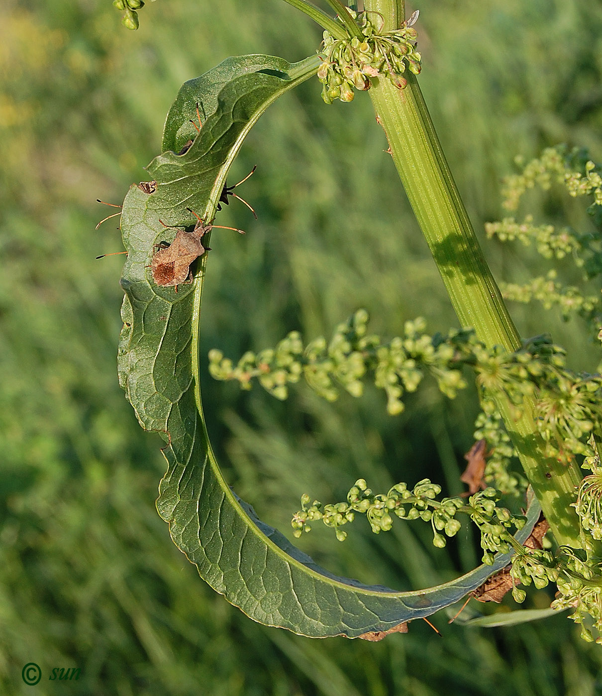 Изображение особи Rumex patientia.