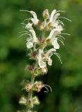 Salvia austriaca. Верхушка соцветия. Крым, Бахчисарайский р-н, окр. пещерного г. Чуфут-Кале, луговой склон. 08.06.2016.