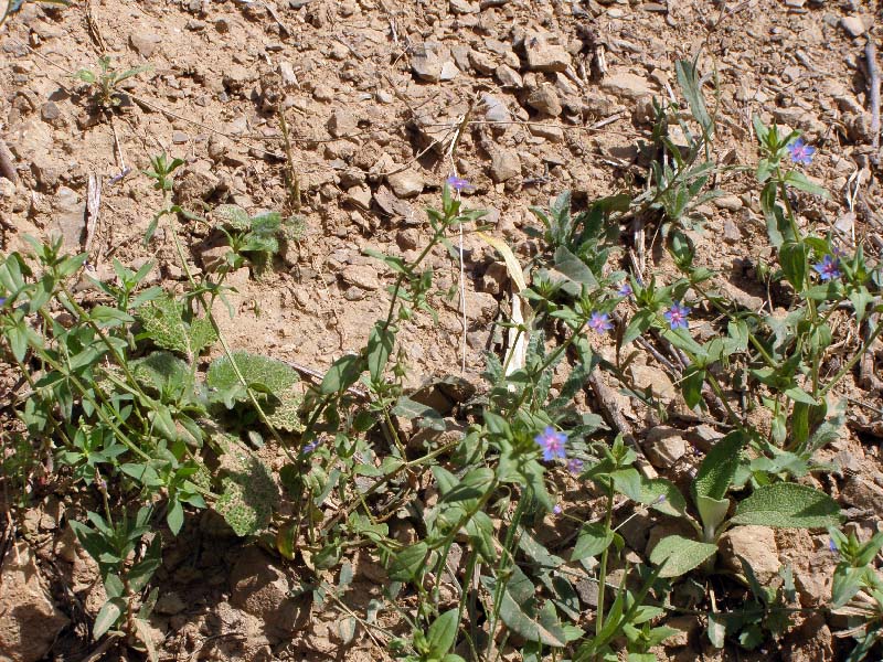 Image of Anagallis foemina specimen.