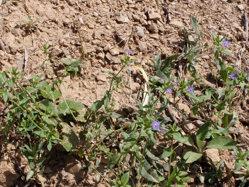 Изображение особи Anagallis foemina.