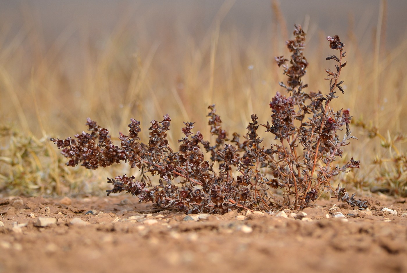 Image of Salsola acutifolia specimen.