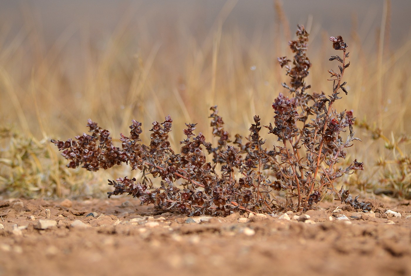 Изображение особи Salsola acutifolia.