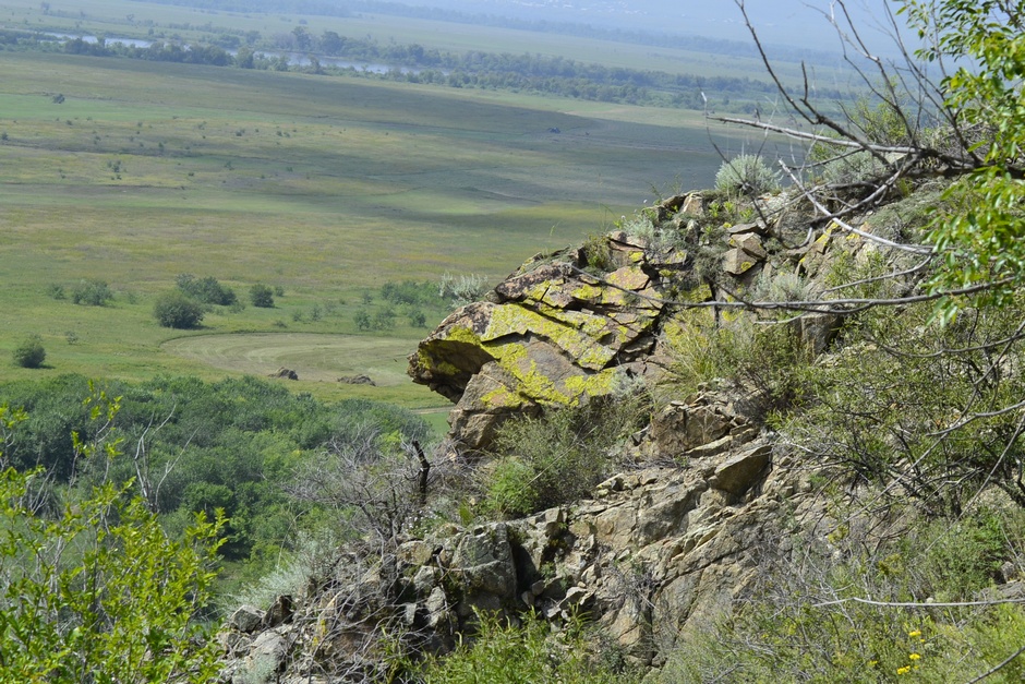 Image of Artemisia rutifolia specimen.