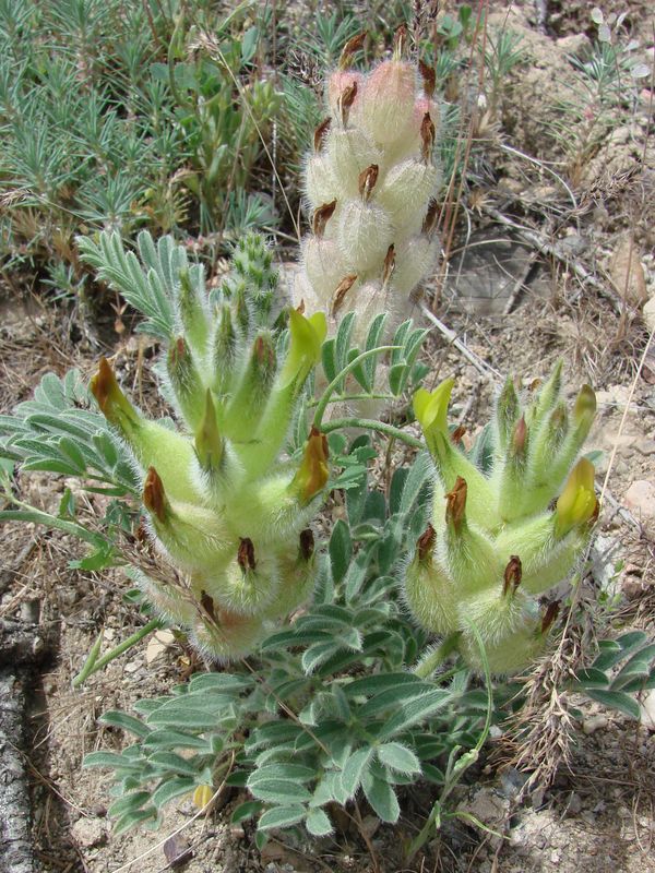 Изображение особи Astragalus cyrtobasis.