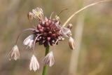 Allium oleraceum