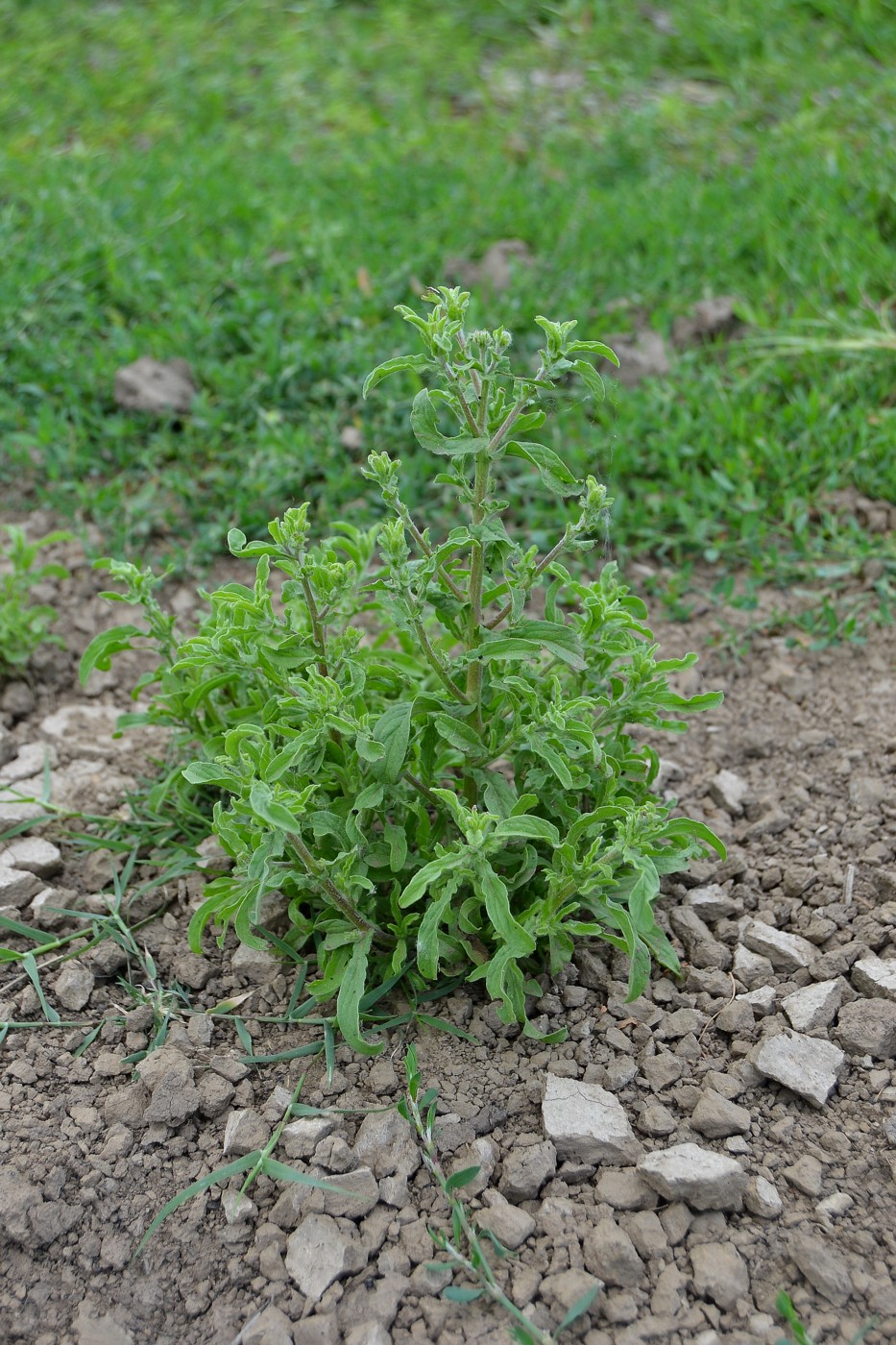 Изображение особи Pulicaria vulgaris.