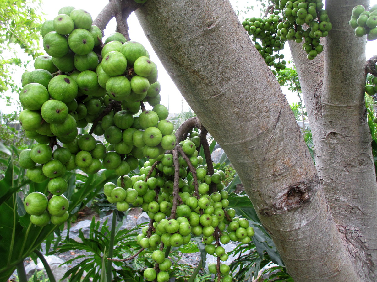 Изображение особи Ficus racemosa.