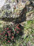Rhodiola coccinea. Цветущее растение в скалах. Казахстан, Заилийский Алатау, Большое Алматинское ущелье, 2500-3300 м н.у.м. Июнь 2009 г.