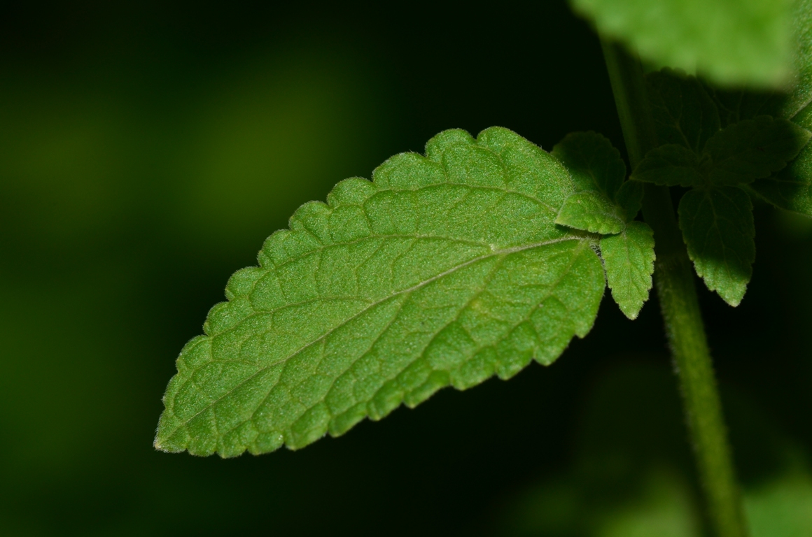 Image of Nepeta grandiflora specimen.