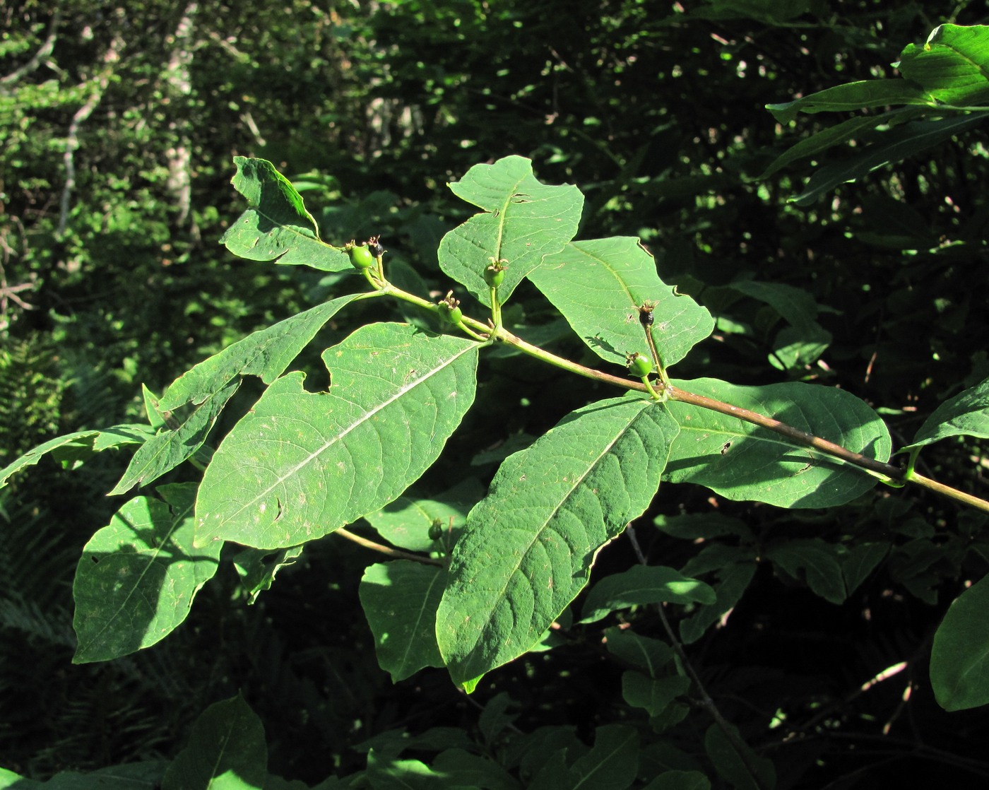 Image of Lonicera orientalis specimen.