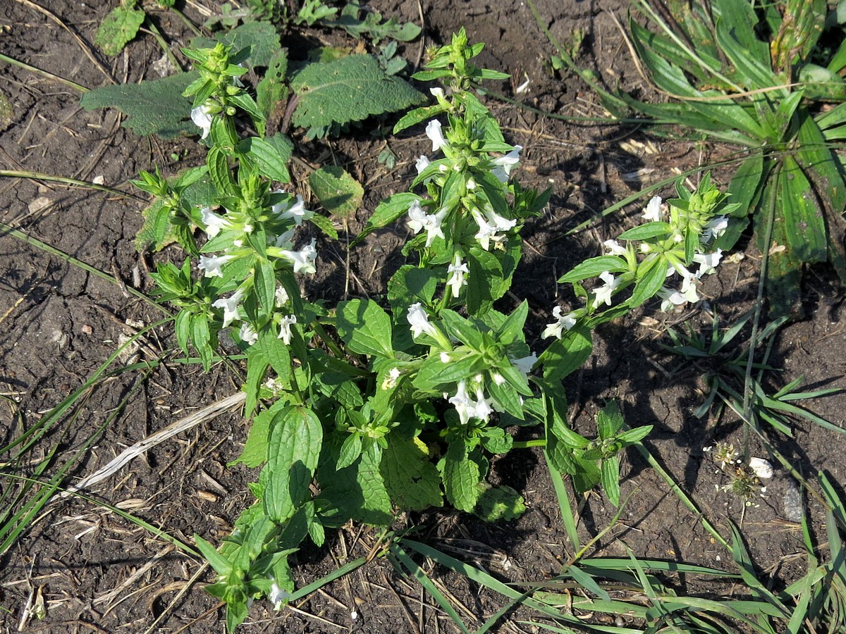 Image of Stachys annua specimen.