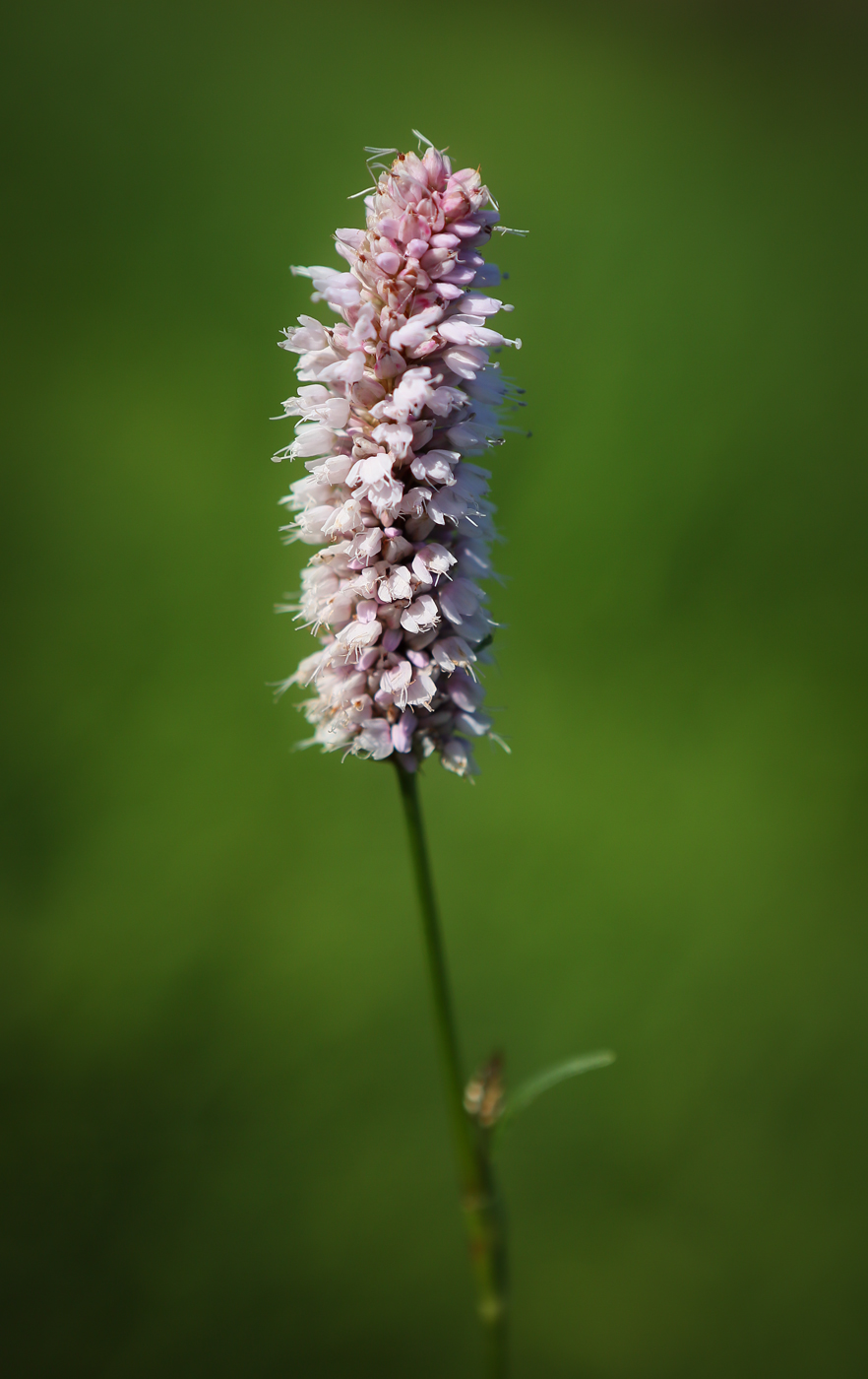 Image of Bistorta officinalis specimen.