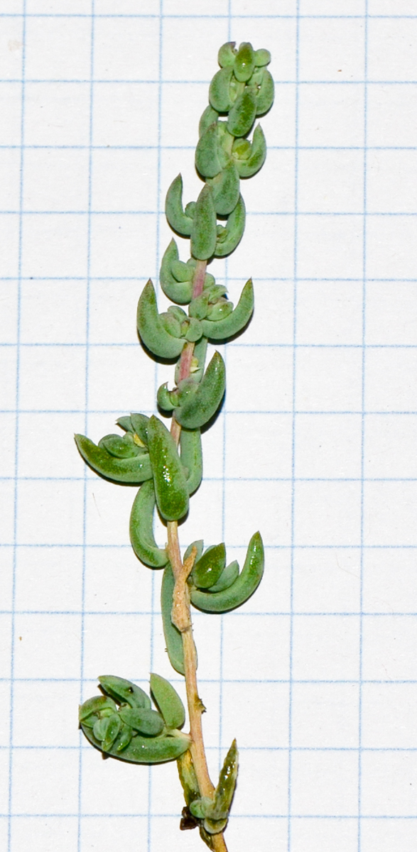 Image of Suaeda palaestina specimen.