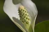 Calla palustris