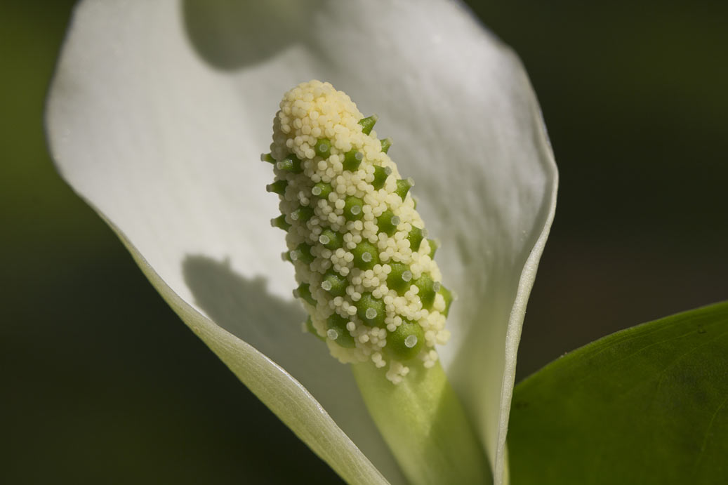 Image of Calla palustris specimen.