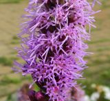 Liatris spicata