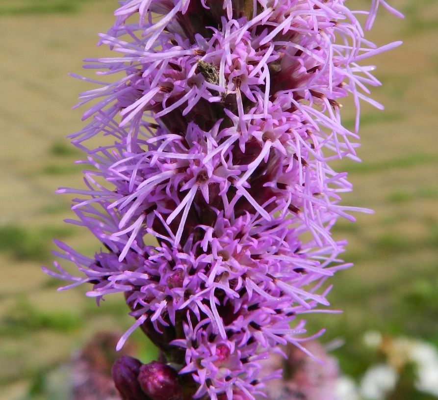 Image of Liatris spicata specimen.