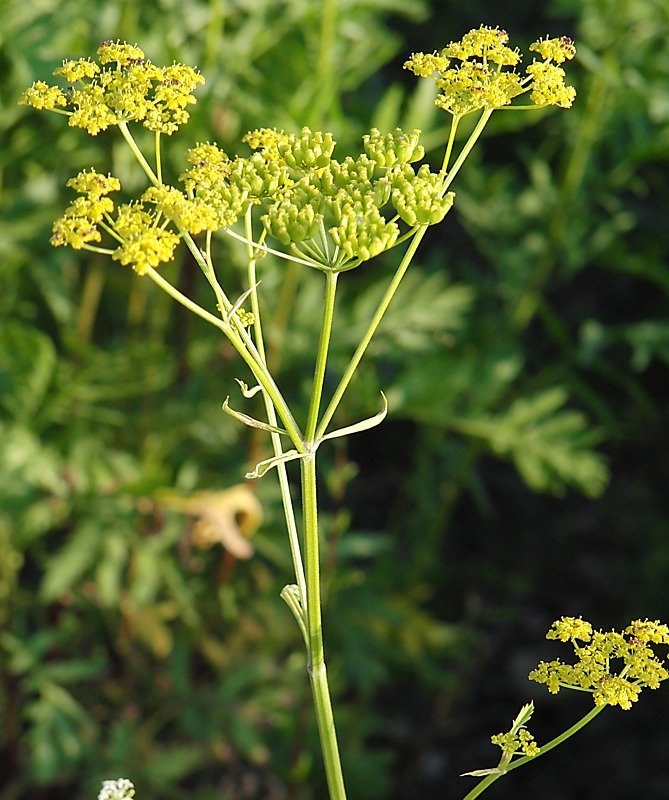 Image of Pastinaca sativa specimen.