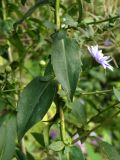 Symphyotrichum × versicolor. Средняя часть стебля. Украина, г. Луганск, ул. 15 линия, в культуре. 12.10.2016.