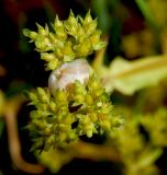 Valerianella muricata