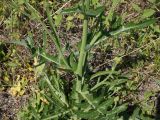 Sonchus arvensis ssp. uliginosus