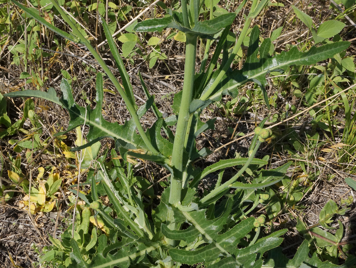 Изображение особи Sonchus arvensis ssp. uliginosus.