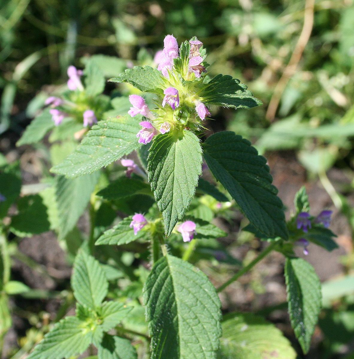 Изображение особи Galeopsis bifida.