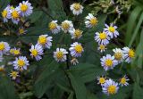 Aster ageratoides. Верхушка цветущего растения. Владивосток, Ботанический сад. 12.09.2016.