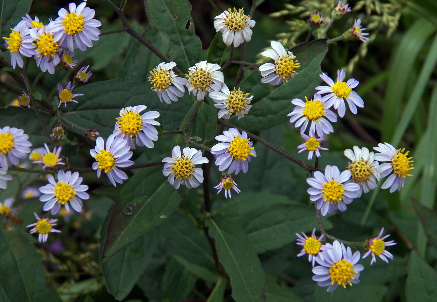 Изображение особи Aster ageratoides.