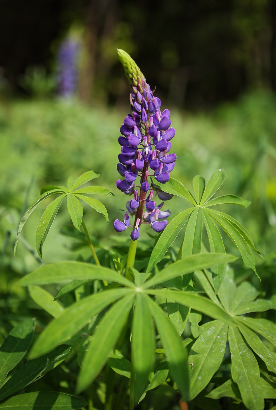 Изображение особи Lupinus polyphyllus.