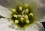 familia Caryophyllaceae