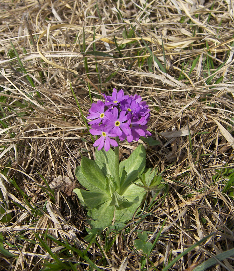 Изображение особи Primula algida.