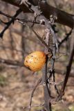Hippophae rhamnoides. Часть веточки с прошлогодним плодом. Свердловская обл., окр. г. Североуральск, бывшие дачные участки. 30.04.2016.
