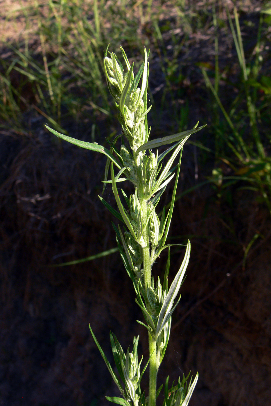 Изображение особи Artemisia vulgaris.