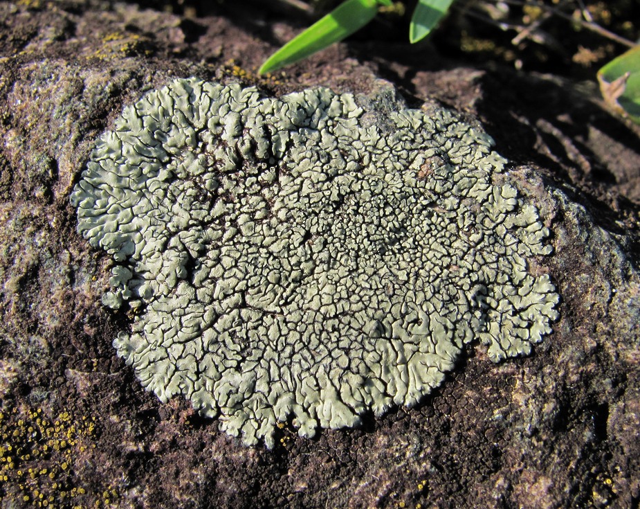 Изображение особи Lecanora muralis.